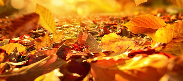 bien utiliser les feuilles mortes en automne
